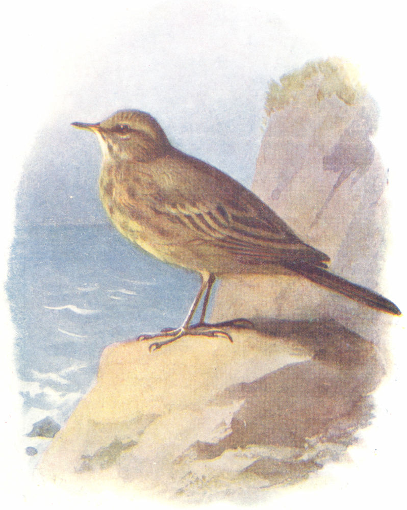 BIRDS. Rock Pipit  1901 old antique vintage print picture