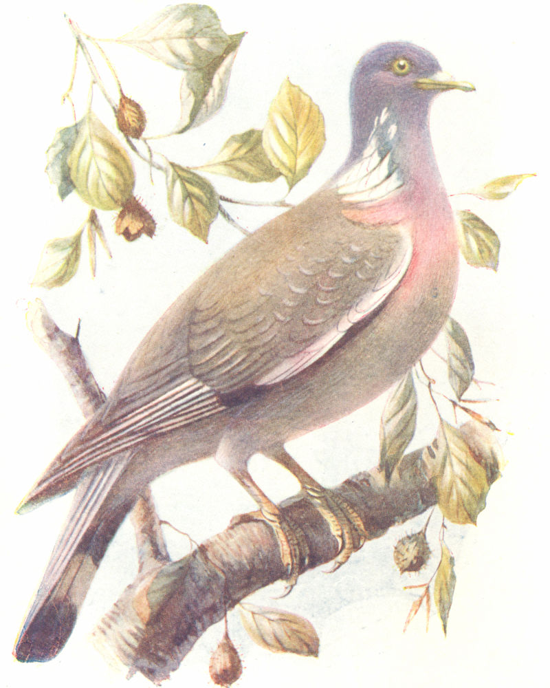 Associate Product BIRDS. Ringdove  1901 old antique vintage print picture