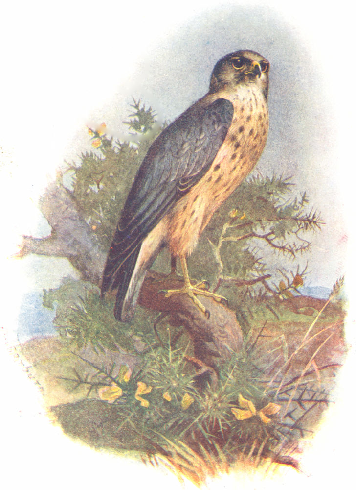 BIRDS. Merlin  1901 old antique vintage print picture