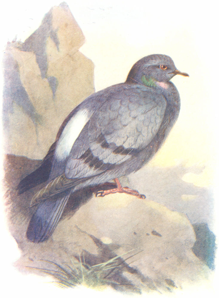 BIRDS. Rock Dove  1901 old antique vintage print picture