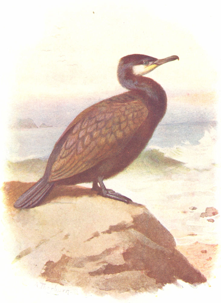 BIRDS. Cormorant  1901 old antique vintage print picture