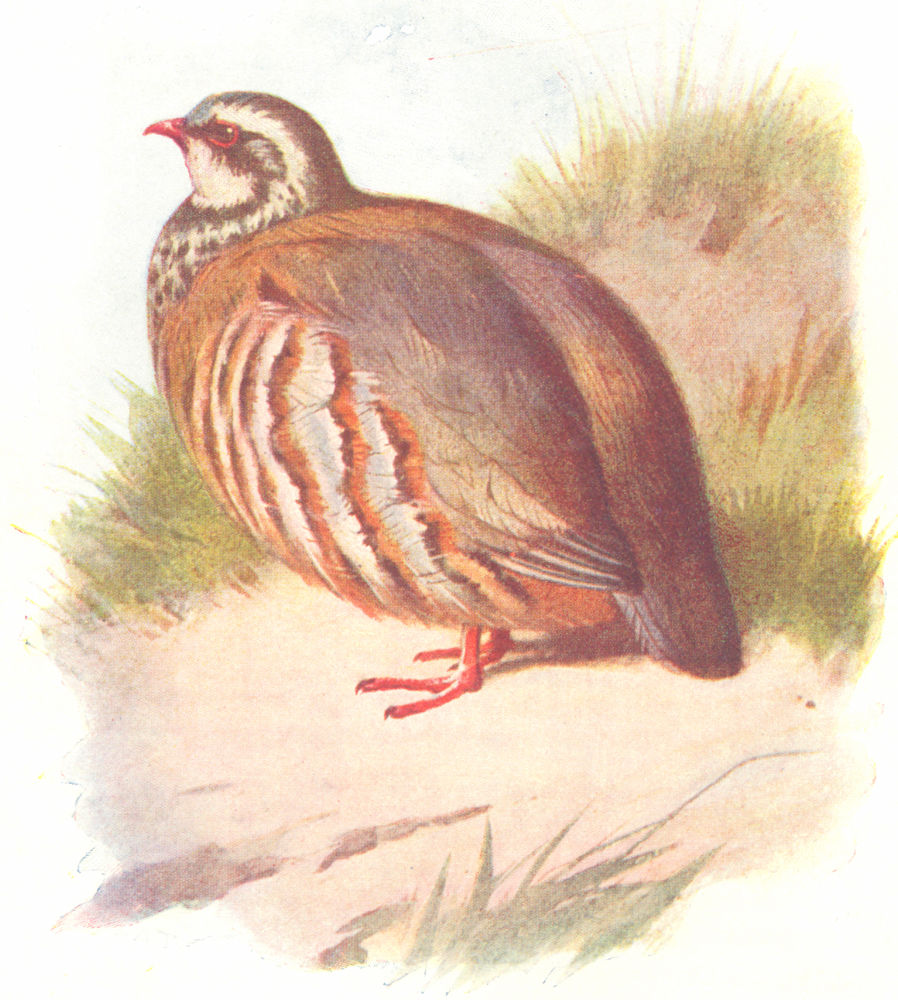 BIRDS. Red-Legged Partridge  1901 old antique vintage print picture