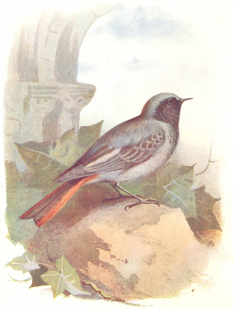 Associate Product BIRDS. Black Redstart  1901 old antique vintage print picture
