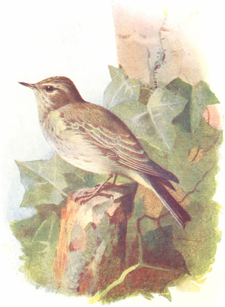 BIRDS. Spotted Flycatcher. Fly-Catcher 1901 old antique vintage print picture
