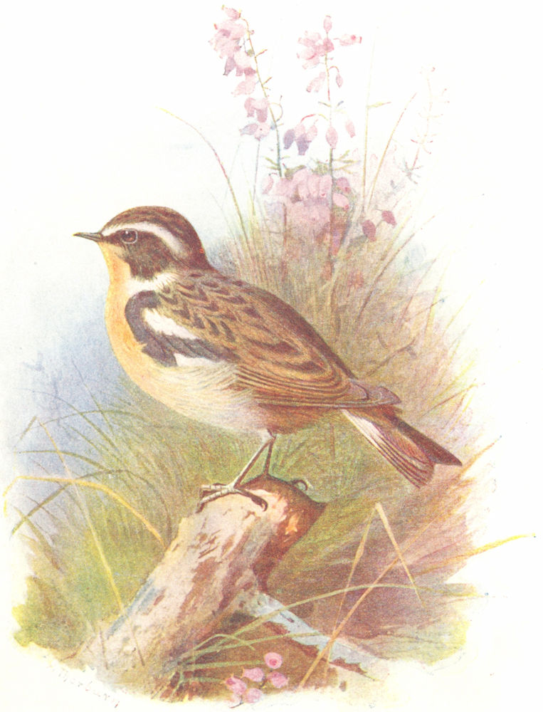 BIRDS. Whinchat  1901 old antique vintage print picture