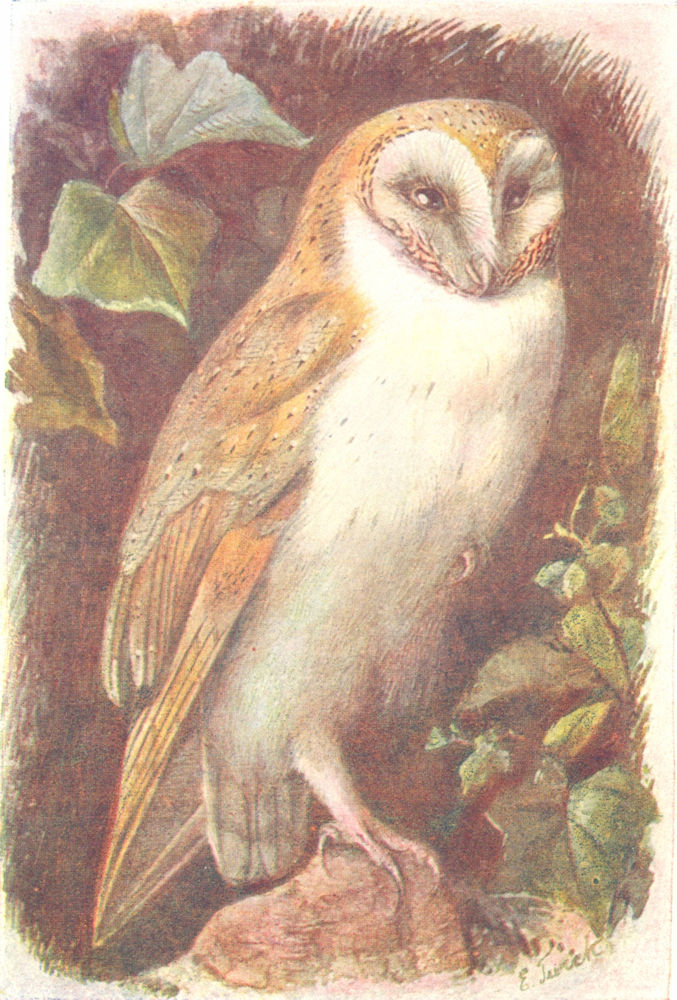 BIRDS. Barn Owl  1901 old antique vintage print picture