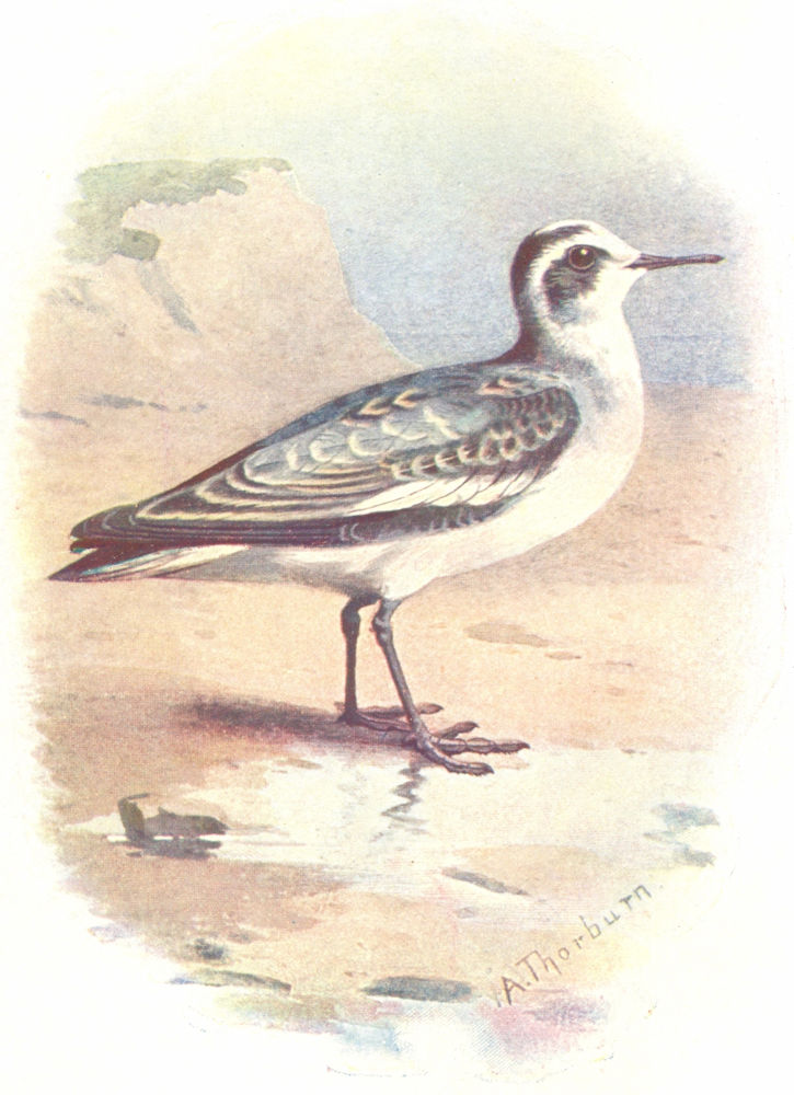BIRDS. Grey Phalarope  1901 old antique vintage print picture