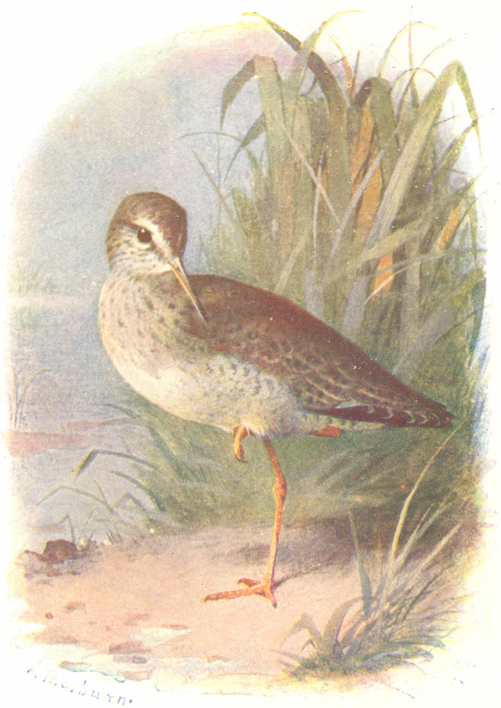 BIRDS. Redshank  1901 old antique vintage print picture