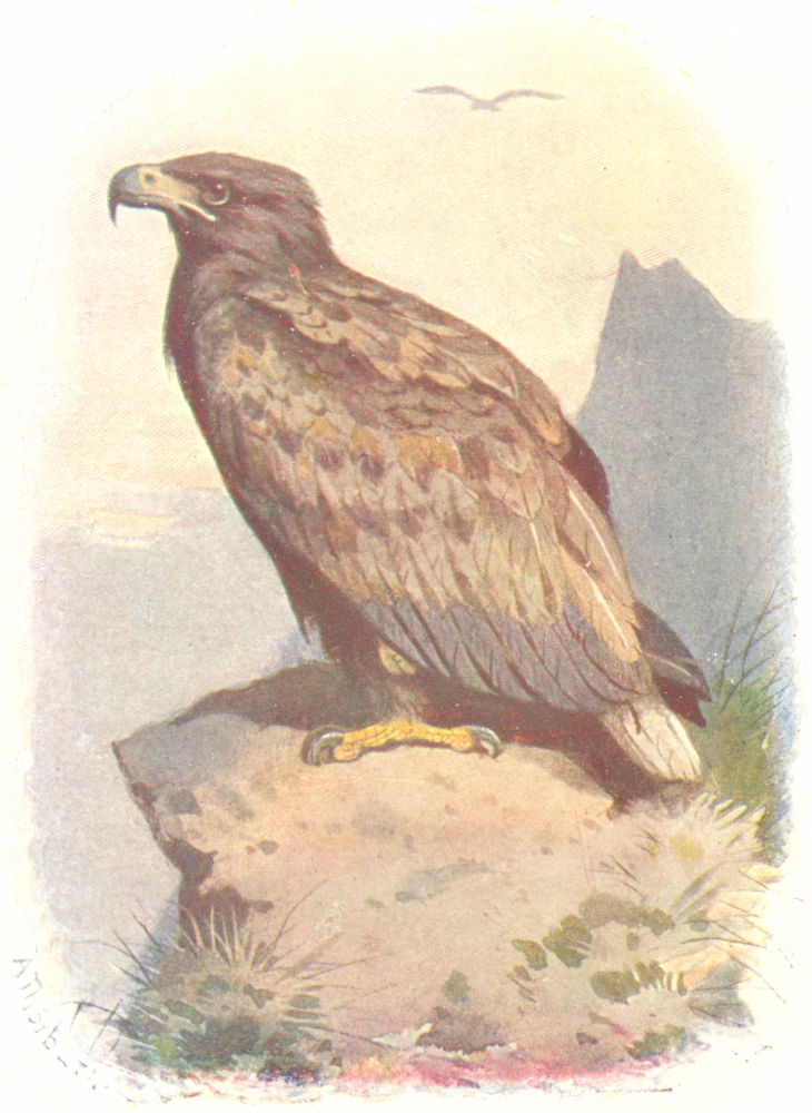 BIRDS. White-Tailed Eagle  1901 old antique vintage print picture