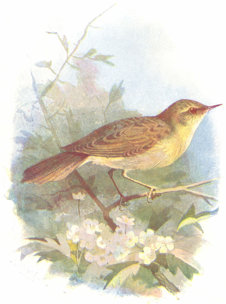 BIRDS. Grasshopper Warbler  1901 old antique vintage print picture