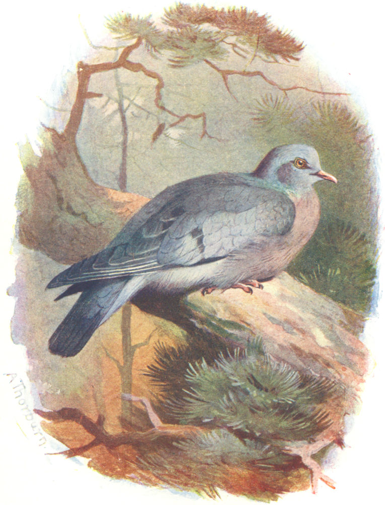 BIRDS. Stock Dove  1901 old antique vintage print picture