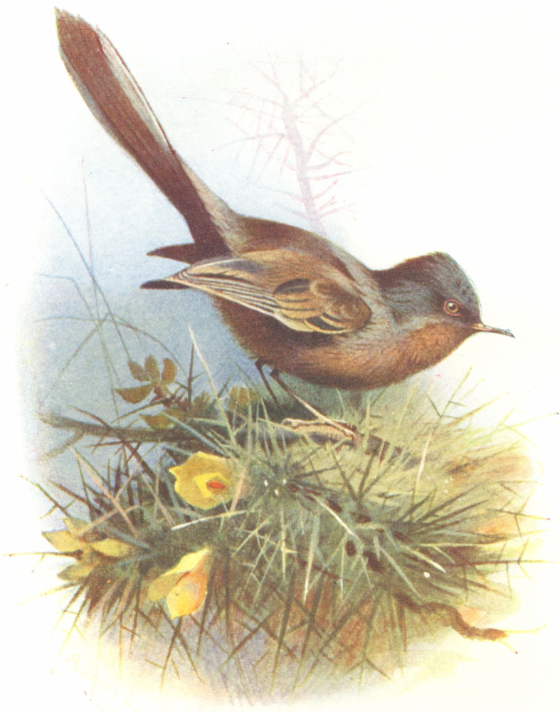 Associate Product BIRDS. Dartford Warbler  1901 old antique vintage print picture