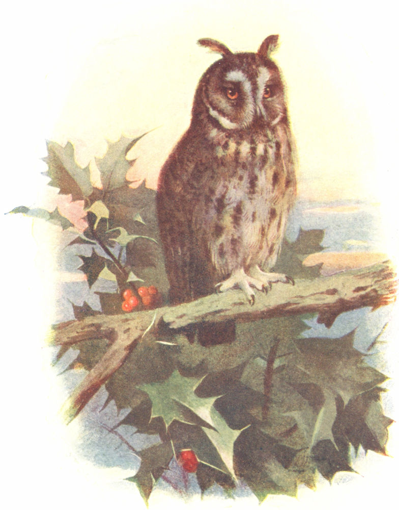BIRDS. Long-eared Owl  1901 old antique vintage print picture