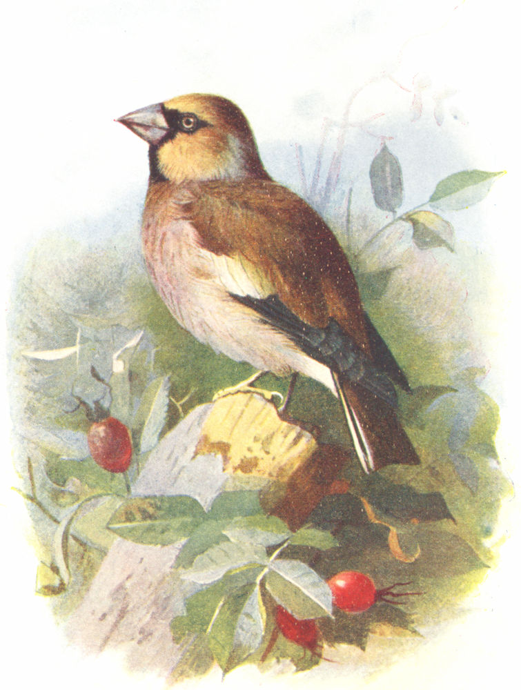 BIRDS. Hawfinch  1901 old antique vintage print picture