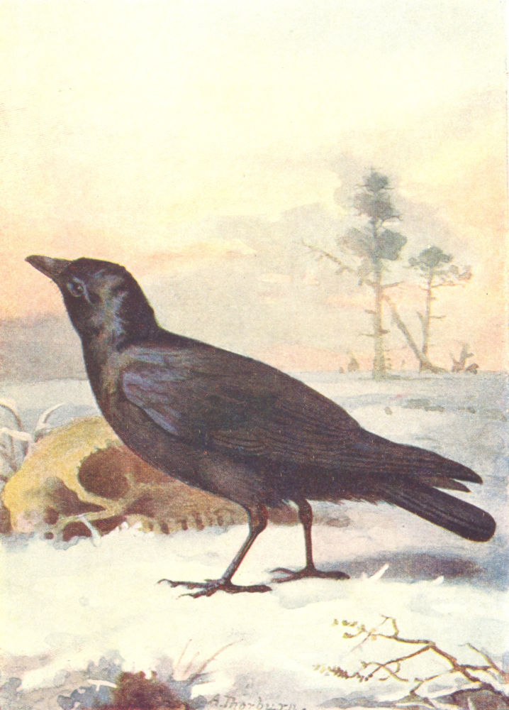 BIRDS. Carrion Crow  1901 old antique vintage print picture