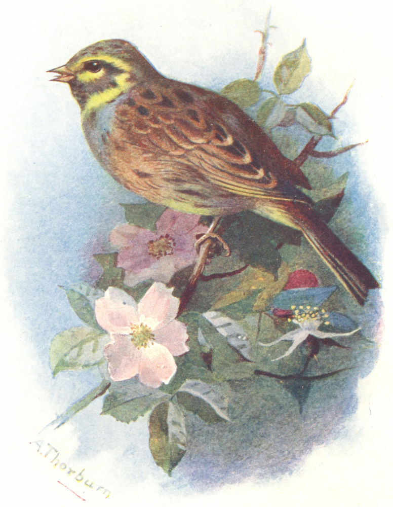 BIRDS. Cirl Bunting  1901 old antique vintage print picture