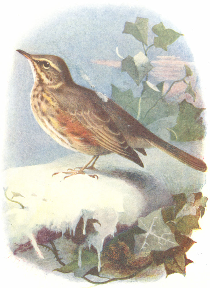 BIRDS. Redwing  1901 old antique vintage print picture