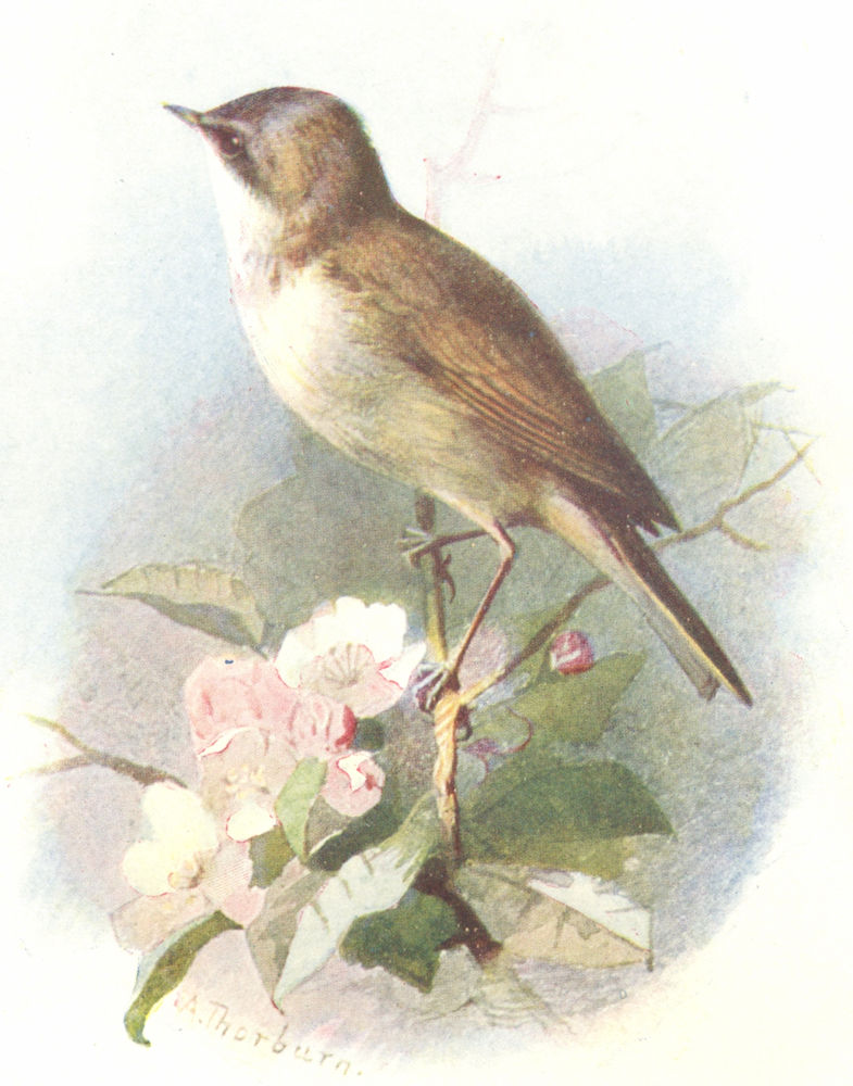 BIRDS. Lesser White-Throat  1901 old antique vintage print picture