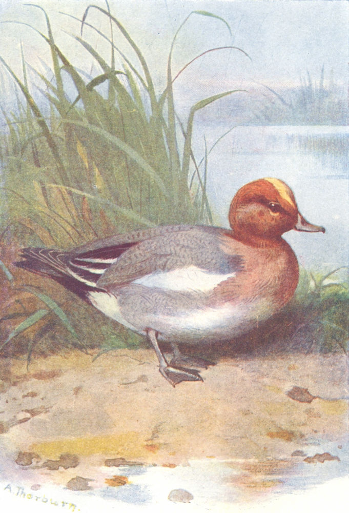 Associate Product BIRDS. Wigeon  1901 old antique vintage print picture