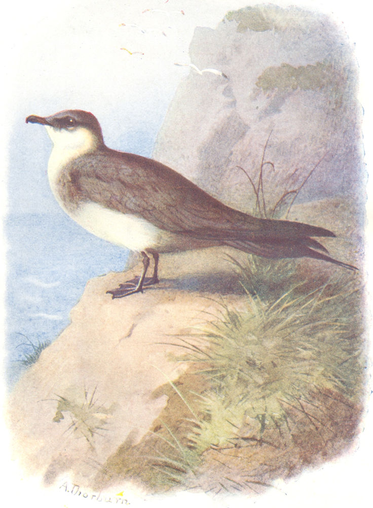BIRDS. Richardson's Skua  1901 old antique vintage print picture