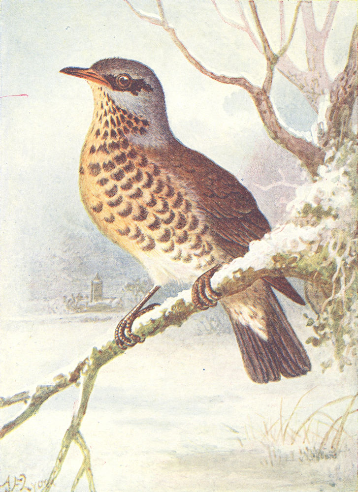 BIRDS. Fieldfare  1901 old antique vintage print picture