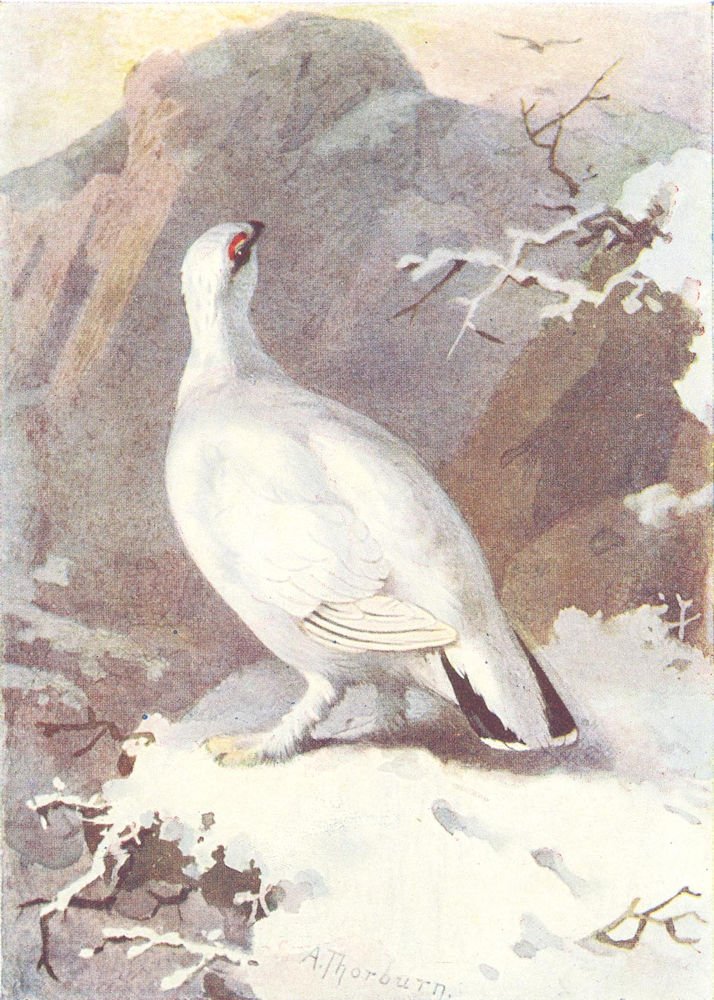 BIRDS. Ptarmigan  1901 old antique vintage print picture