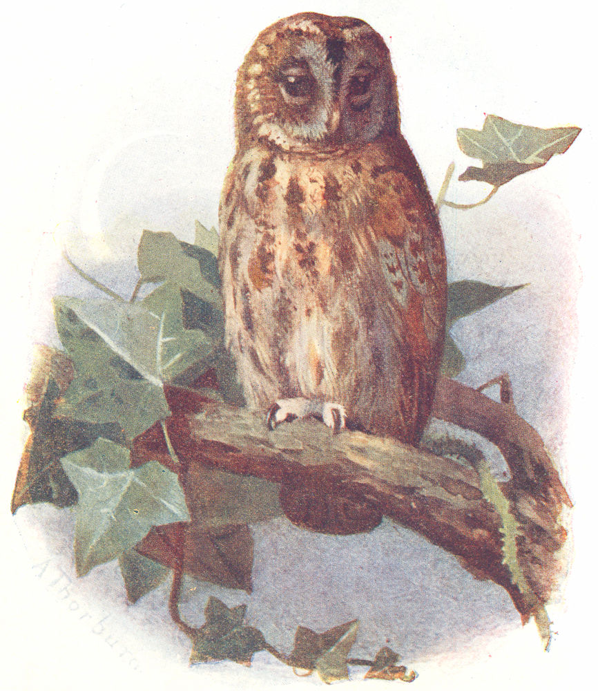 BIRDS. Tawny Owl  1901 old antique vintage print picture