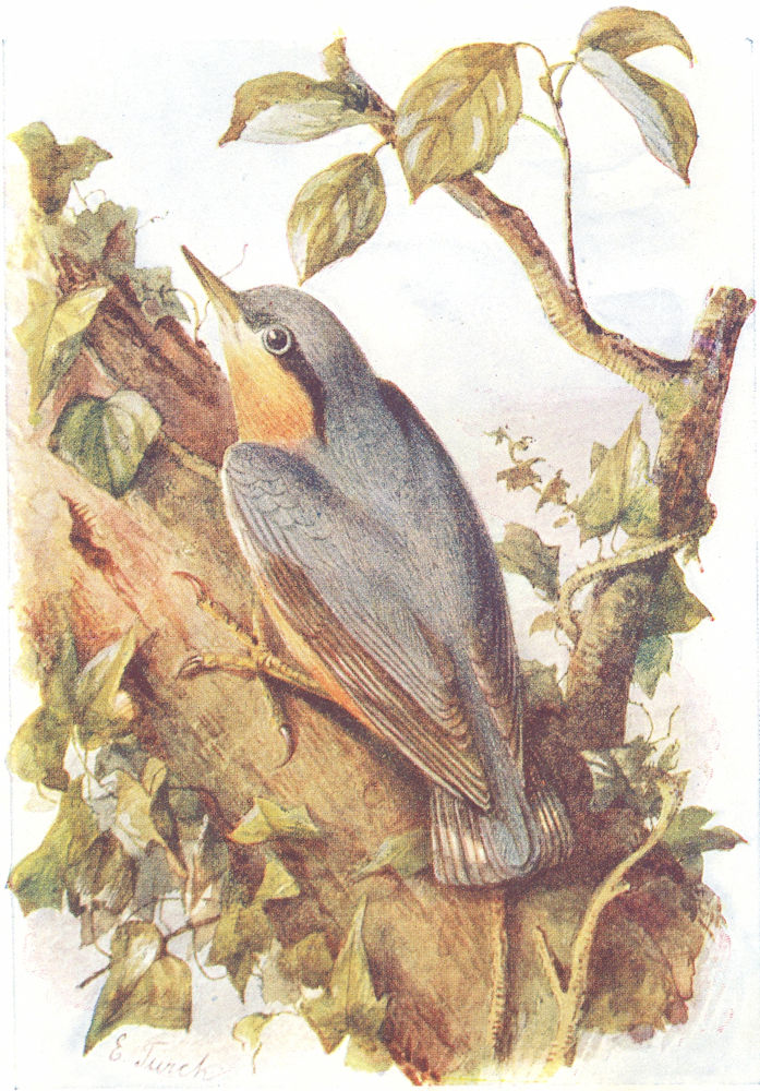 BIRDS. Nuthatch  1901 old antique vintage print picture