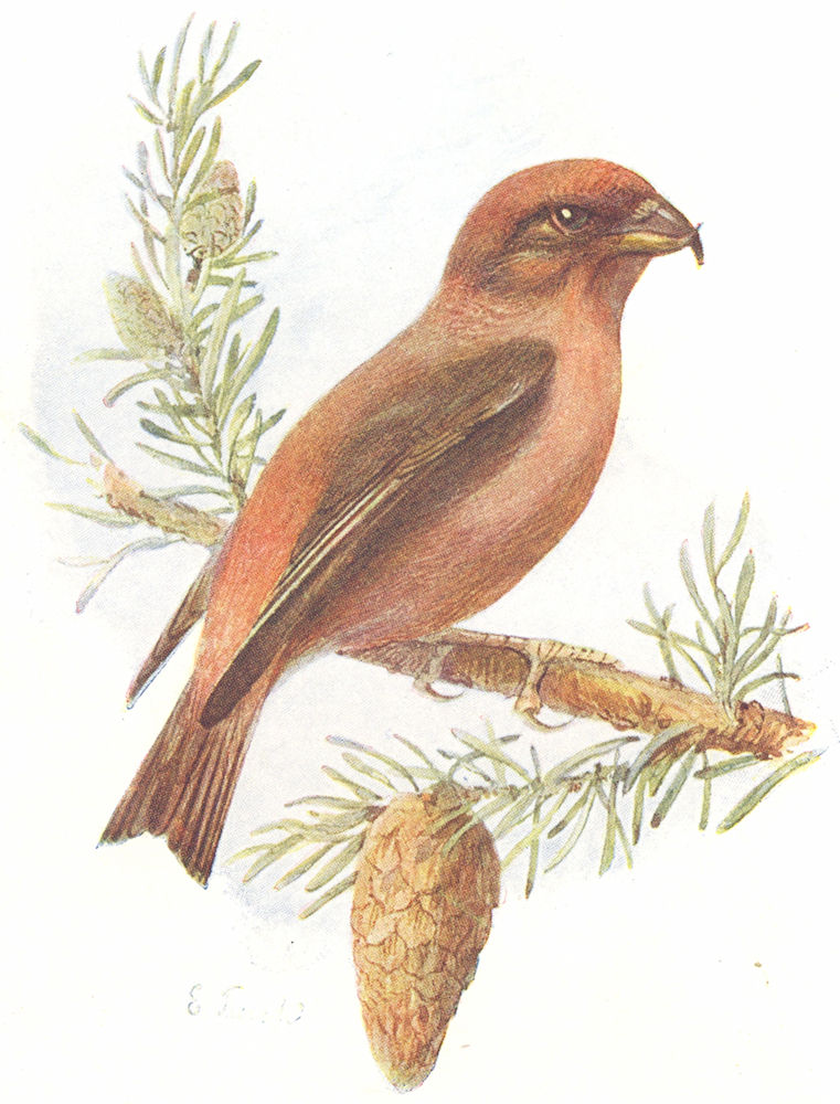 Associate Product BIRDS. Crossbill  1901 old antique vintage print picture