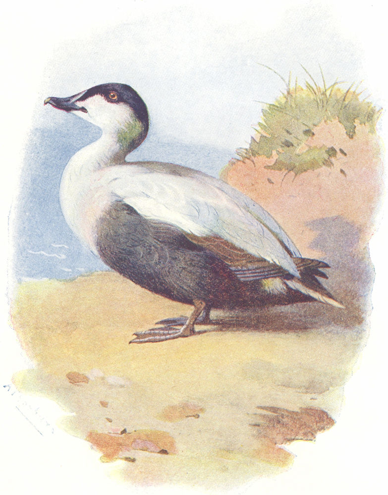 BIRDS. Eider Duck  1901 old antique vintage print picture