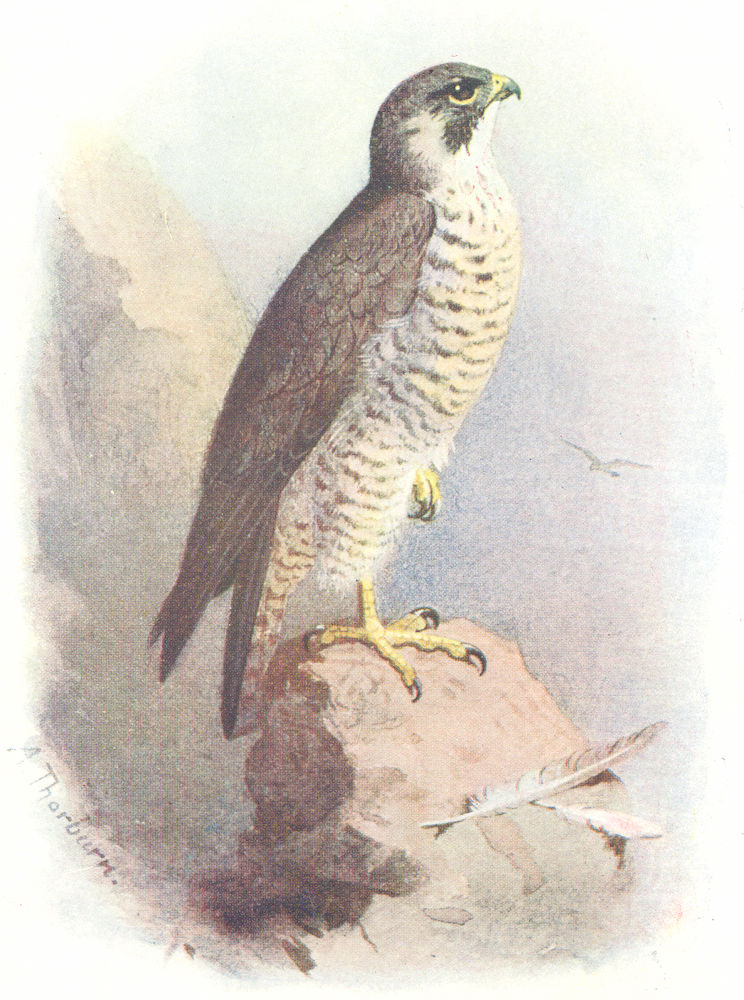BIRDS. Peregrine Falcon  1901 old antique vintage print picture