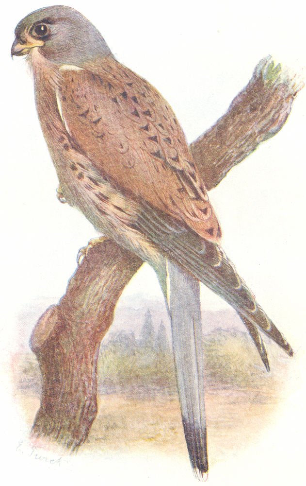 BIRDS. Kestrel. (Male)(5 13) 1901 old antique vintage print picture