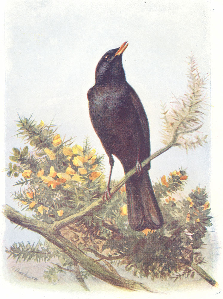 Associate Product BIRDS. Blackbird  1901 old antique vintage print picture