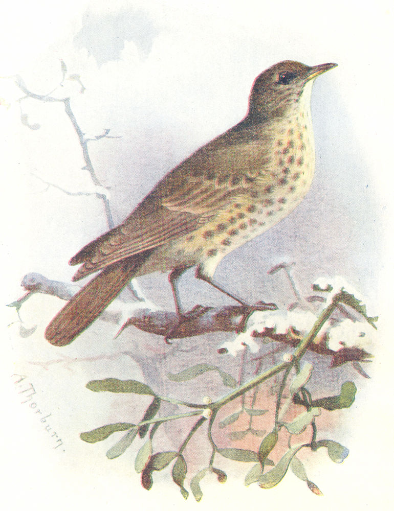 BIRDS. Missel Thrush  1901 old antique vintage print picture