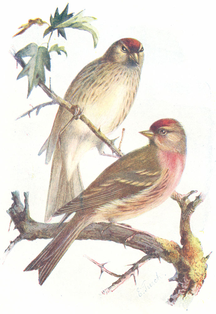 Associate Product BIRDS. Redpoll. Redpolls(Male & Female)(7 8) 1901 old antique print picture
