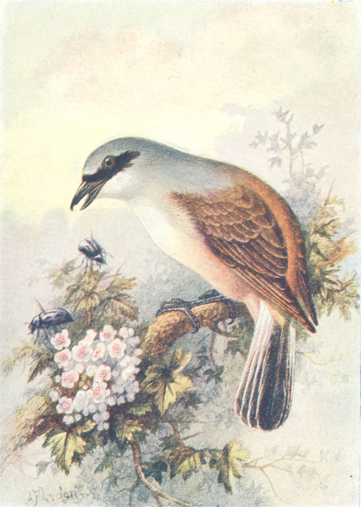 Associate Product BIRDS. Red-Backed Shrike  1901 old antique vintage print picture