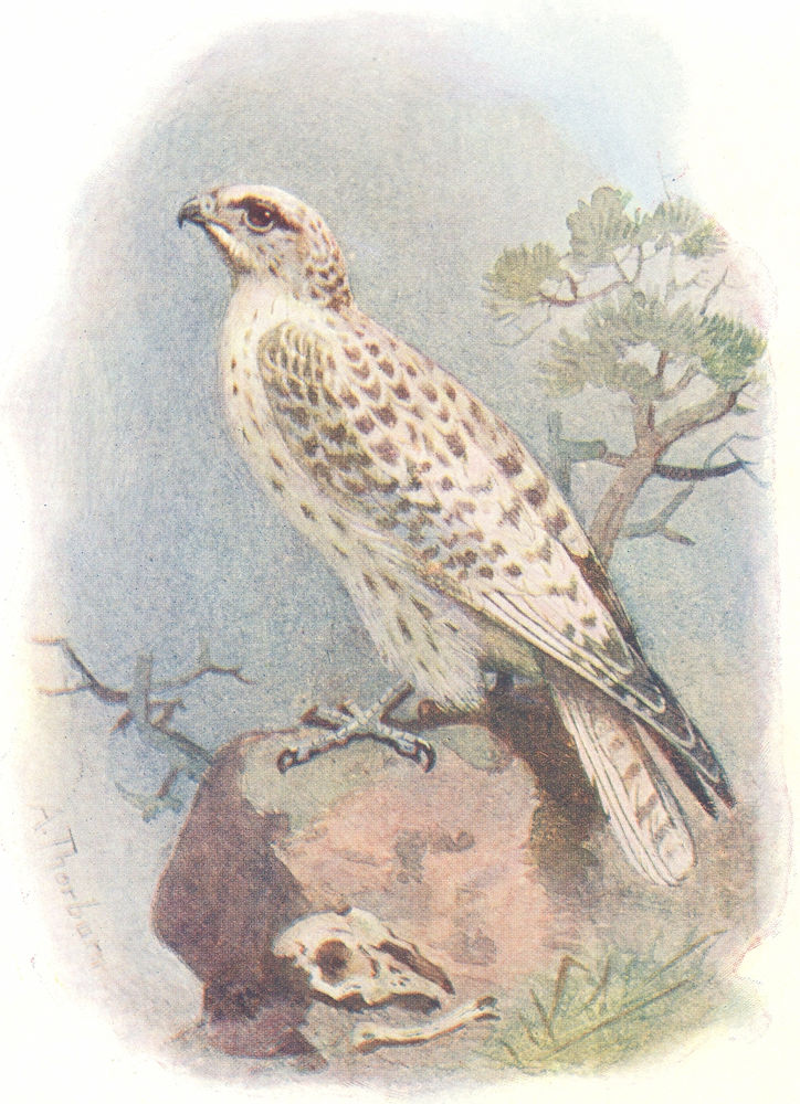 BIRDS. Gyr Falcon  1901 old antique vintage print picture