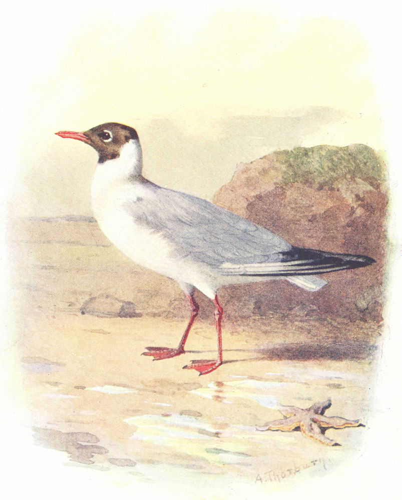 BIRDS. Black-Headed Gull  1901 old antique vintage print picture