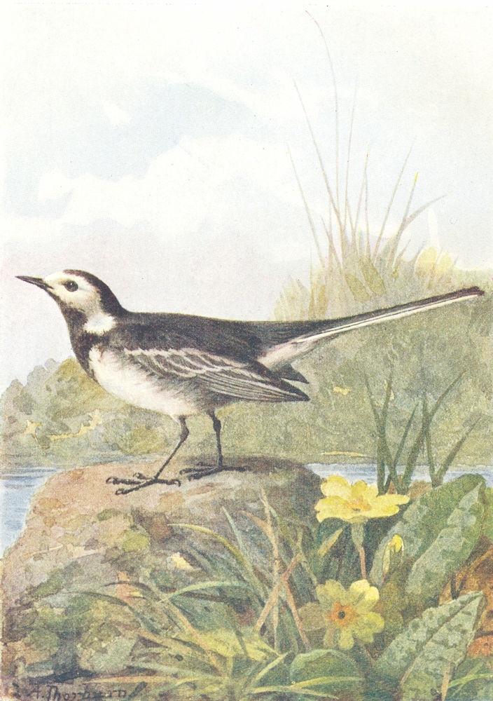 BIRDS. Water Wagtail  1901 old antique vintage print picture