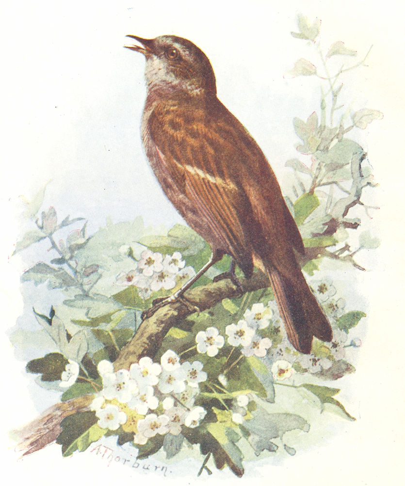 BIRDS. Hedge Sparrow  1901 old antique vintage print picture