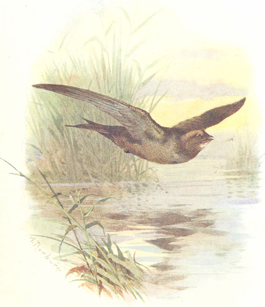 BIRDS. Swift  1901 old antique vintage print picture