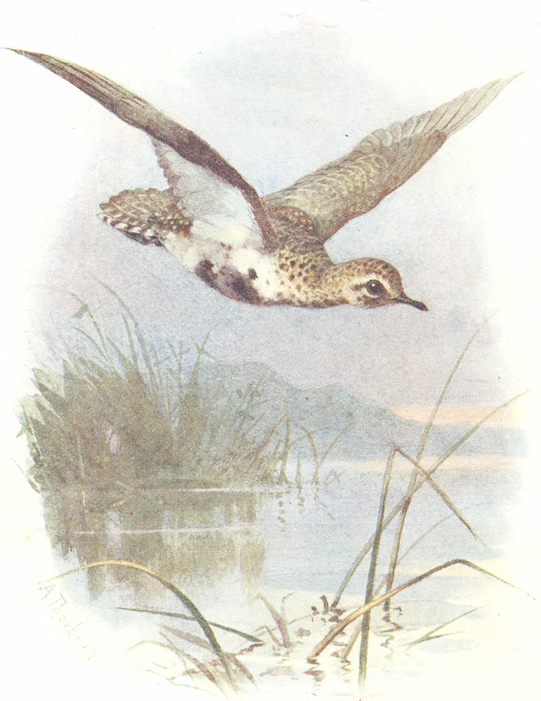 BIRDS. Golden Plover  1901 antique vintage print picture