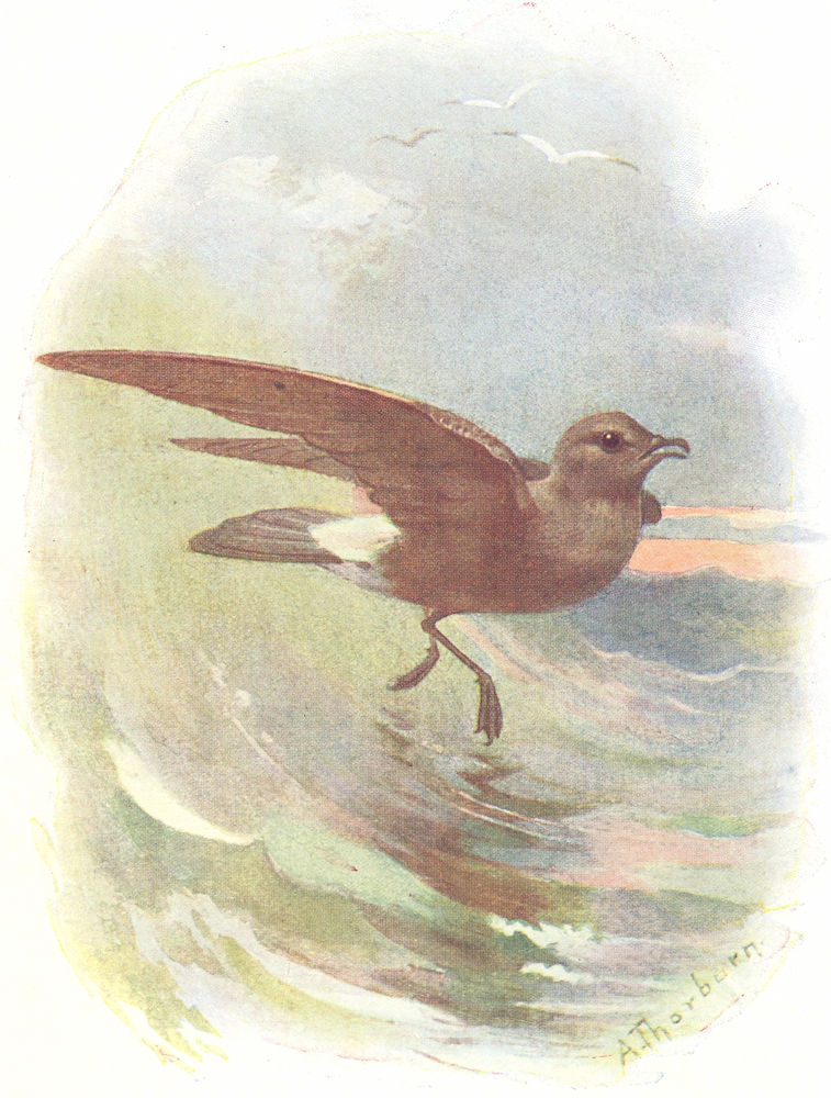 BIRDS. Storm Petrel  1901 old antique vintage print picture