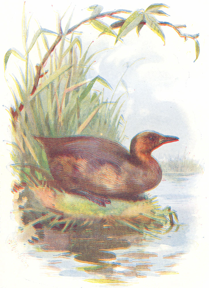 Associate Product BIRDS. Little Grebe  1901 old antique vintage print picture