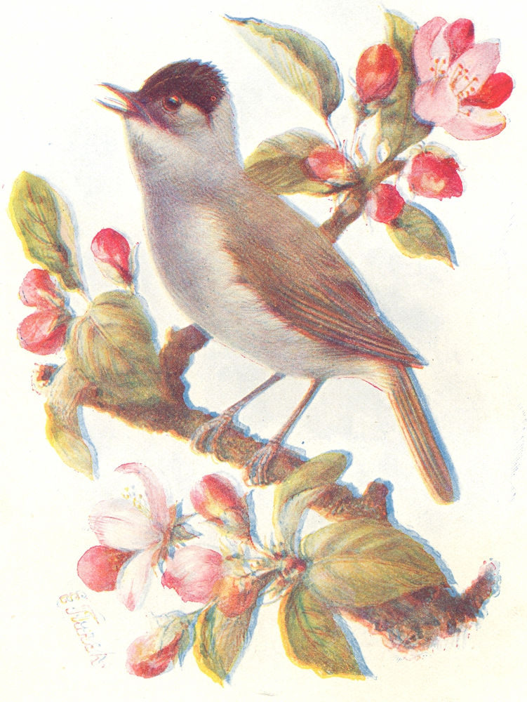 BIRDS. Blackcap  1901 old antique vintage print picture