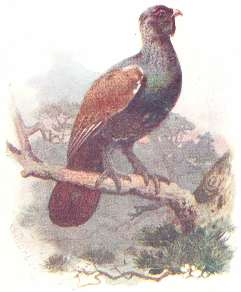 BIRDS. Capercaillie  1901 old antique vintage print picture