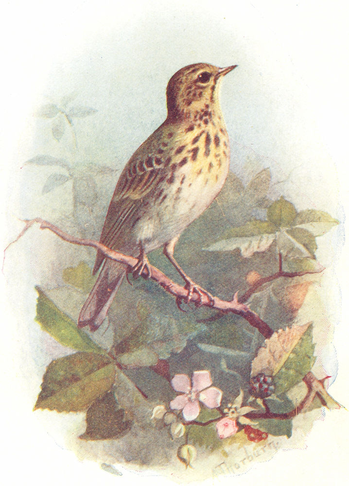 BIRDS. Tree Pipit  1901 old antique vintage print picture