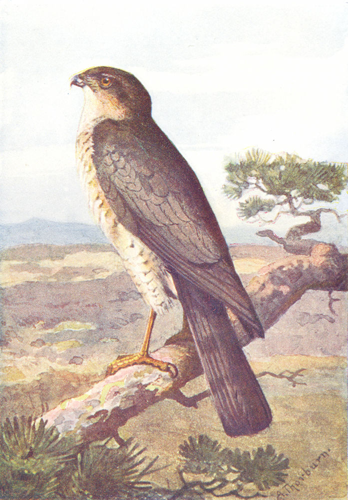 BIRDS. Sparrow Hawk  1901 old antique vintage print picture