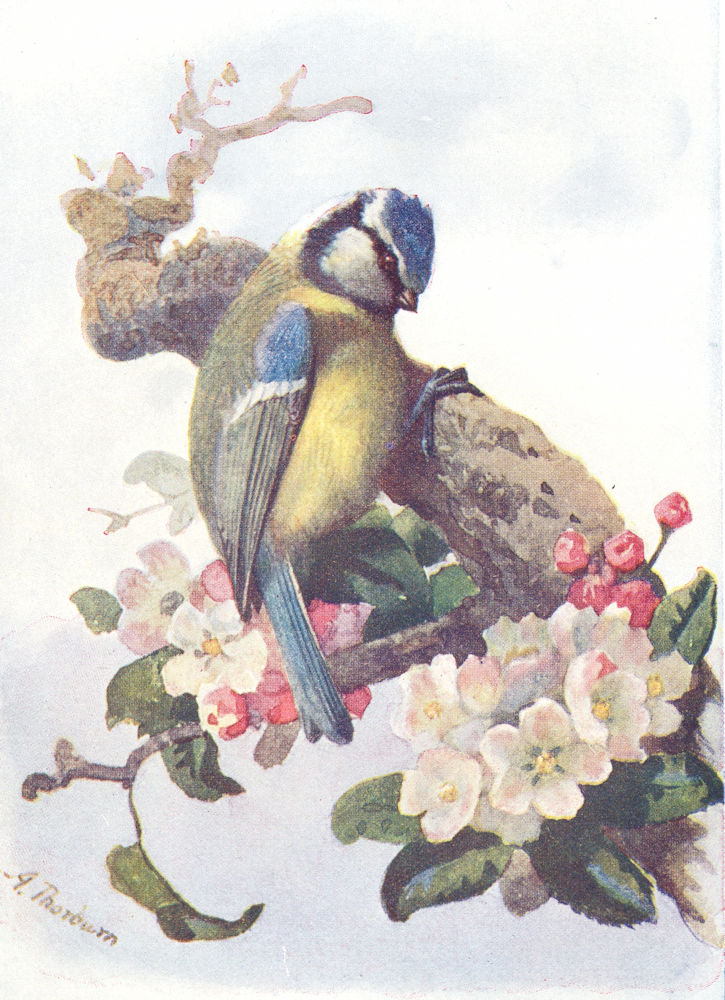 BIRDS. Blue Tit  1901 old antique vintage print picture