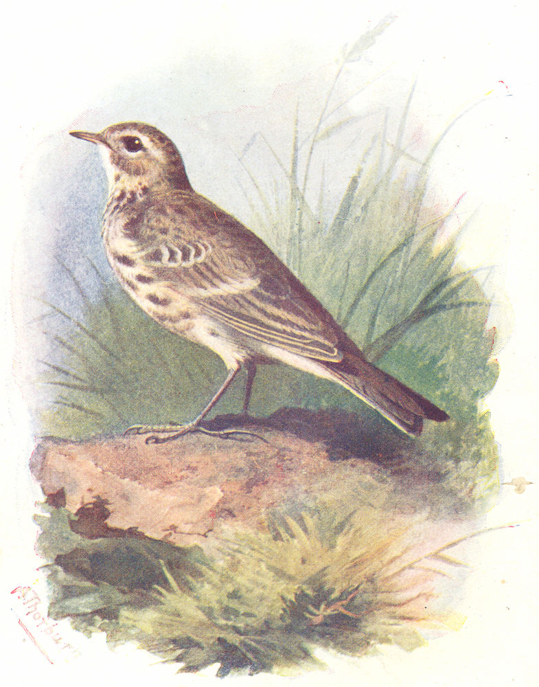 BIRDS. Meadow Pipit  1901 old antique vintage print picture